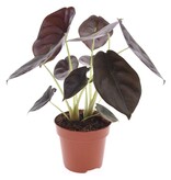 Olifantsoor - Alocasia cuprea 'Red Secret' - Hoogte 25-35cm - ⌀12cm
