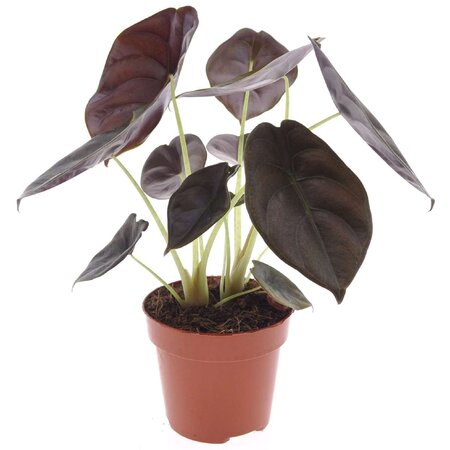 Olifantsoor - Alocasia cuprea 'Red Secret' - Hoogte 25-35cm - ⌀12cm