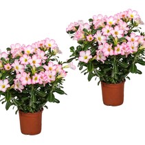 Woestijnroos - Set van 2 - Adenium obesum 'Pink Star' - Hoogte 30-50cm - ⌀14cm