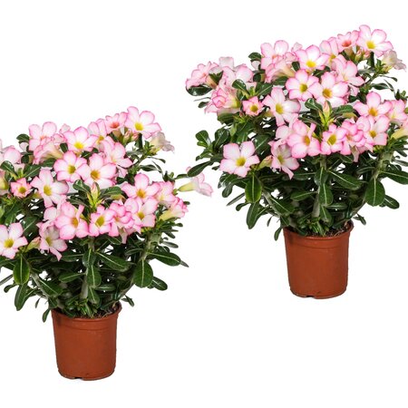 Woestijnroos - Set van 2 - Adenium obesum 'Pink Star' - Hoogte 30-50cm - ⌀14cm