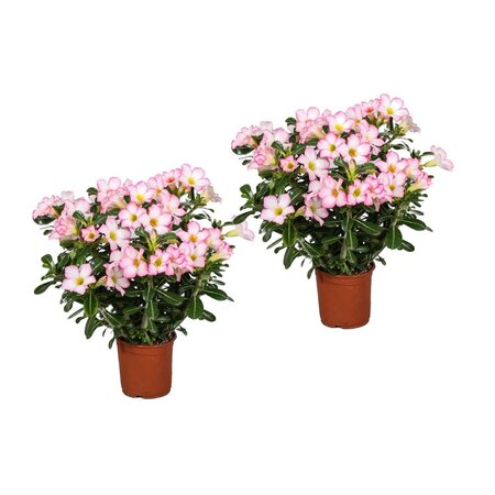 Woestijnroos - Set van 2 - Adenium obesum 'Pink Star' - Hoogte 30-50cm - ⌀14cm