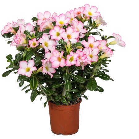 Woestijnroos - Adenium obesum 'Pink Star' - Hoogte 30-50cm - ⌀14cm