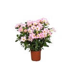 Woestijnroos - Adenium obesum 'Pink Star' - Hoogte 30-50cm - ⌀14cm
