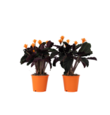 Eeuwige vlam - Set van 2 - Calathea crocata 'Tassmania' - Hoogte 40-50cm - ⌀14cm