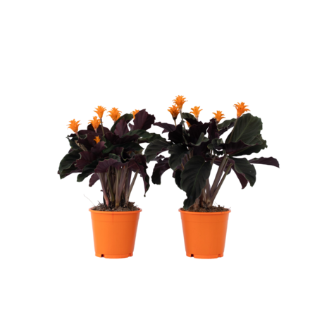 Eeuwige vlam - Set van 2 - Calathea crocata 'Tassmania' - Hoogte 40-50cm - ⌀14cm