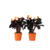 Eeuwige vlam - Set van 2 - Calathea crocata 'Tassmania' - Hoogte 40-50cm - ⌀14cm
