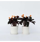 Eeuwige vlam - Set van 2 - Calathea crocata 'Tassmania' - Hoogte 40-50cm - ⌀14cm