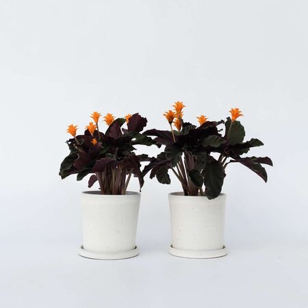 Eeuwige vlam - Set van 2 - Calathea crocata 'Tassmania' - Hoogte 40-50cm - ⌀14cm