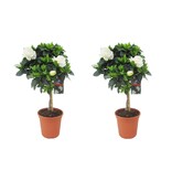 Kaapse jasmijn - Set van 2 - Gardenia jasminoides - Hoogte 50-60cm - ⌀19cm