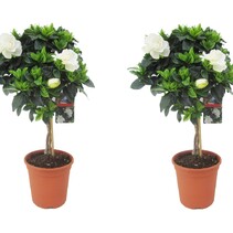 Kaapse jasmijn - Set van 2 - Gardenia jasminoides - Hoogte 50-60cm - ⌀19cm