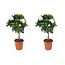 Kaapse jasmijn - Set van 2 - Gardenia jasminoides - Hoogte 50-60cm - ⌀19cm