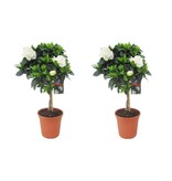Kaapse jasmijn - Set van 2 - Gardenia jasminoides - Hoogte 50-60cm - ⌀19cm