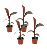 Rode bananenplant - Set van 4 - Ensete 'Maurelli' - Hoogte 20-30cm - ⌀9cm