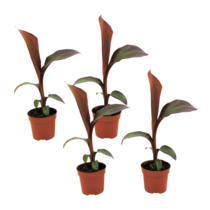 Rode bananenplant - Set van 4 - Ensete 'Maurelli' - Hoogte 20-30cm - ⌀9cm