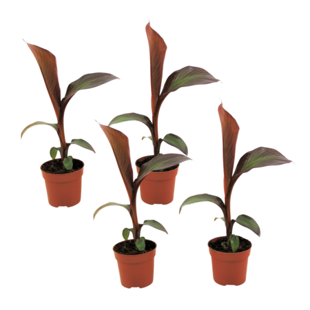 Rode bananenplant - Set van 4 - Ensete 'Maurelli' - Hoogte 20-30cm - ⌀9cm