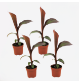 Rode bananenplant - Set van 4 - Ensete 'Maurelli' - Hoogte 20-30cm - ⌀9cm