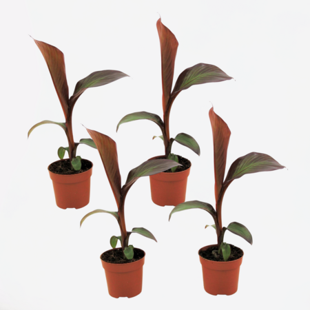 Rode bananenplant - Set van 4 - Ensete 'Maurelli' - Hoogte 20-30cm - ⌀9cm