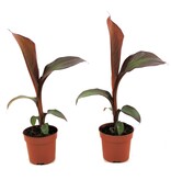 Rode bananenplant - Set van 2 - Ensete 'Maurelli' - Hoogte 20-30cm - ⌀9cm