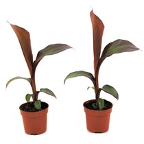 Rode bananenplant - Set van 2 - Ensete 'Maurelli' - Hoogte 20-30cm - ⌀9cm