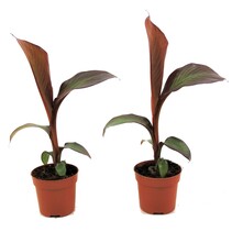 Rode bananenplant - Set van 2 - Ensete 'Maurelli' - Hoogte 20-30cm - ⌀9cm