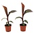 Rode bananenplant - Set van 2 - Ensete 'Maurelli' - Hoogte 20-30cm - ⌀9cm