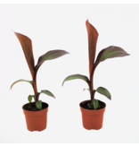 Rode bananenplant - Set van 2 - Ensete 'Maurelli' - Hoogte 20-30cm - ⌀9cm