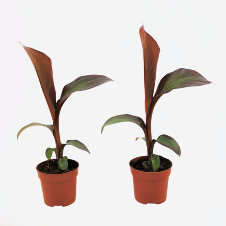 Rode bananenplant - Set van 2 - Ensete 'Maurelli' - Hoogte 20-30cm - ⌀9cm