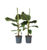 Bananenplant - Set van 2 - Musa 'Dwarf Cavendish' - Hoogte 90-100cm - ⌀21cm