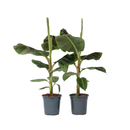 Bananenplant - Set van 2 - Musa 'Dwarf Cavendish' - Hoogte 90-100cm - ⌀21cm