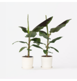 Bananenplant - Set van 2 - Musa 'Dwarf Cavendish' - Hoogte 90-100cm - ⌀21cm