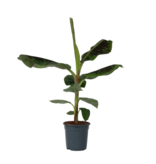 Bananenplant - Musa 'Dwarf Cavendish' - Hoogte 90-100cm - ⌀21cm