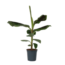 Bananenplant - Musa 'Dwarf Cavendish' - Hoogte 90-100cm - ⌀21cm