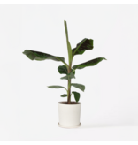 Bananenplant - Musa 'Dwarf Cavendish' - Hoogte 90-100cm - ⌀21cm