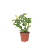 Monstera Minima - Rhaphidophora tetrasperma - Hoogte 20-30cm - ⌀12cm