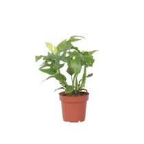 Monstera Minima - Rhaphidophora tetrasperma - Hoogte 20-30cm - ⌀12cm