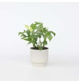 Monstera Minima - Rhaphidophora tetrasperma - Hoogte 20-30cm - ⌀12cm