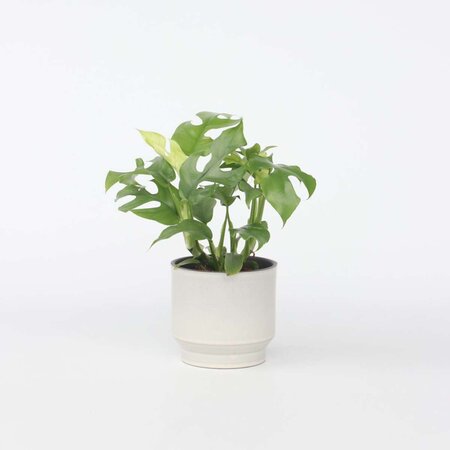 Monstera Minima - Rhaphidophora tetrasperma - Hoogte 20-30cm - ⌀12cm