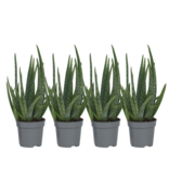 Aloë vera - Set van 4 - Aloe barbadensis - Hoogte 25-40cm - ⌀10,5cm