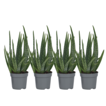 Aloë vera - Set van 4 - Aloe barbadensis - Hoogte 25-40cm - ⌀10,5cm