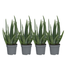 Aloë vera - Set van 4 - Aloe barbadensis - Hoogte 25-40cm - ⌀10,5cm