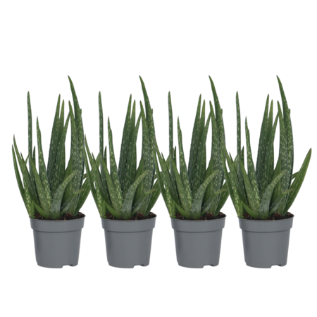 Aloë vera - Set van 4 - Aloe barbadensis - Hoogte 25-40cm - ⌀10,5cm