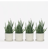 Aloë vera - Set van 4 - Aloe barbadensis - Hoogte 25-40cm - ⌀10,5cm