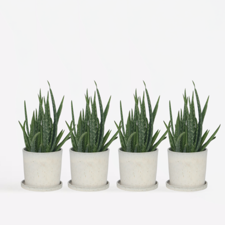 Aloë vera - Set van 4 - Aloe barbadensis - Hoogte 25-40cm - ⌀10,5cm