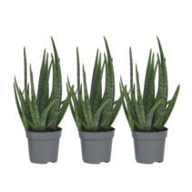 Aloë vera - Set van 3 - Aloe barbadensis - Hoogte 25-40cm - ⌀10,5cm