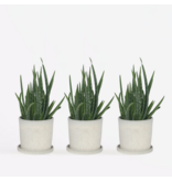 Aloë vera - Set van 3 - Aloe barbadensis - Hoogte 25-40cm - ⌀10,5cm