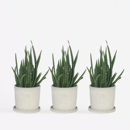 Aloë vera - Set van 3 - Aloe barbadensis - Hoogte 25-40cm - ⌀10,5cm