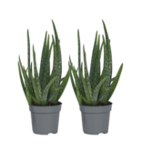 Aloë vera - Set van 2 - Aloe barbadensis - Hoogte 25-40cm - ⌀10,5cm