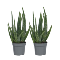 Aloë vera - Set van 2 - Aloe barbadensis - Hoogte 25-40cm - ⌀10,5cm