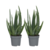 Aloë vera - Set van 2 - Aloe barbadensis - Hoogte 25-40cm - ⌀10,5cm