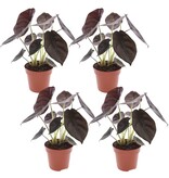 Olifantsoor - Set van 4 - Alocasia cuprea 'Red Secret' - Hoogte 25-35cm - ⌀12cm